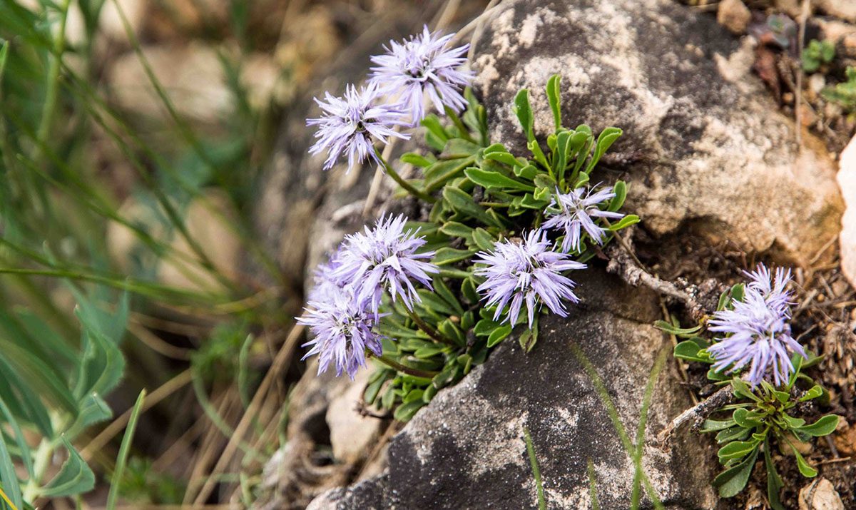 Globularia repens